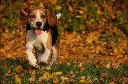 beautiful-puppy-in-autumn-season.jpg