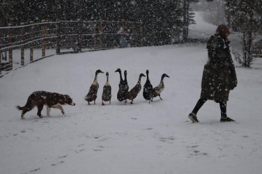 duck herder.jpg
