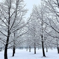 a few white trees.jpg