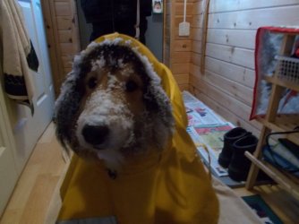 snowy dog.jpg