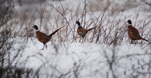 pheasants.jpg