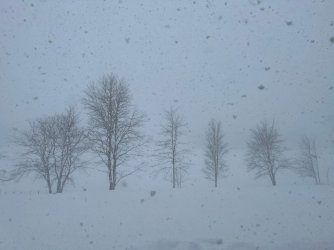 winter trees.jpg