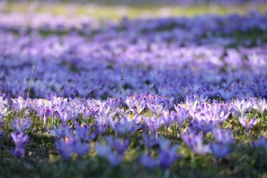 crocus-field_.jpg