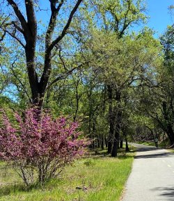 Spring on the road.jpg