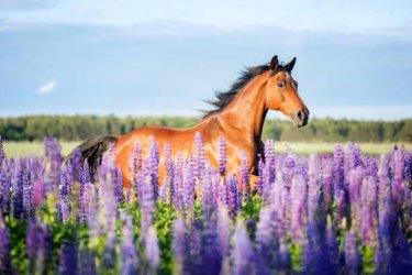 horse and lupins.jpg