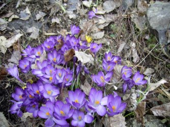 crocus.jpg