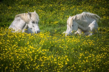horses and wild flowers.jpg
