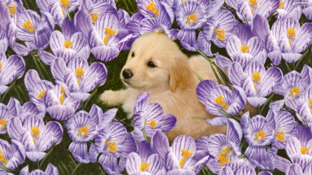 pup and flowers.jpg