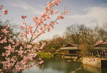 cherry-blossoms-on the river.jpg