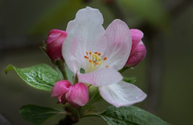 Wild Apple Tree Flower.jpg