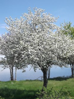 apple blossoms in springfield, ns.jpg