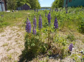 lupins 5-2.JPG