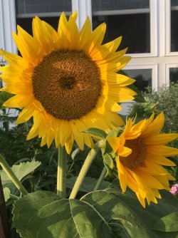 sunflowers.jpg
