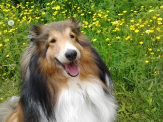 Skye.jpg