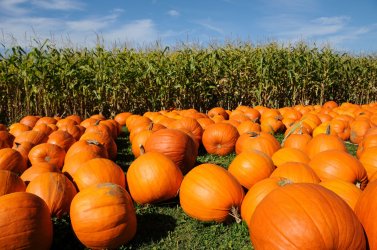 pumpkins-on-hay.jpg