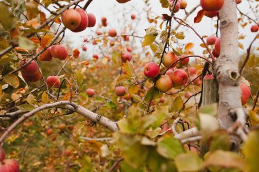 apple-trees-in-fall-samantha-leonetti.jpg apple-trees-in-fall-samantha-leonetti.jpg