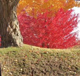 fall colour.jpg
