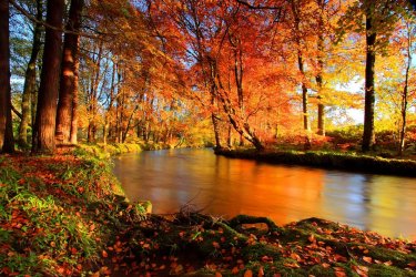 fall color1.jpg
