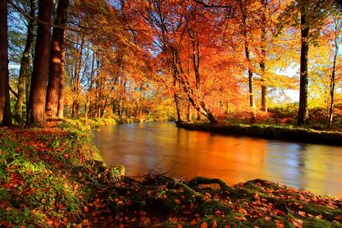 fall color1.jpg