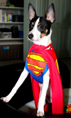 AceHalloween2014.jpg AceHalloween2014.jpg
