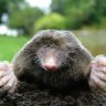 Moley