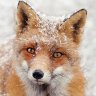 SnowFox