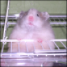 Janey