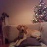 Everyday_XMAS