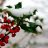 HollySnow