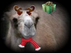 CamelCloseUp-2-1.jpg