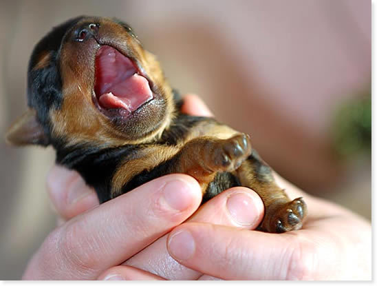 Yawing-Puppy-dogs-1605261-548-415.jpg