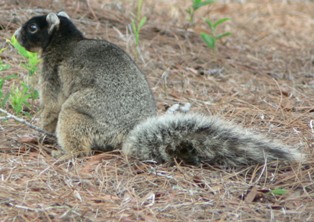 fox-squirrel.jpg
