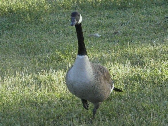 CuriousGander.jpg