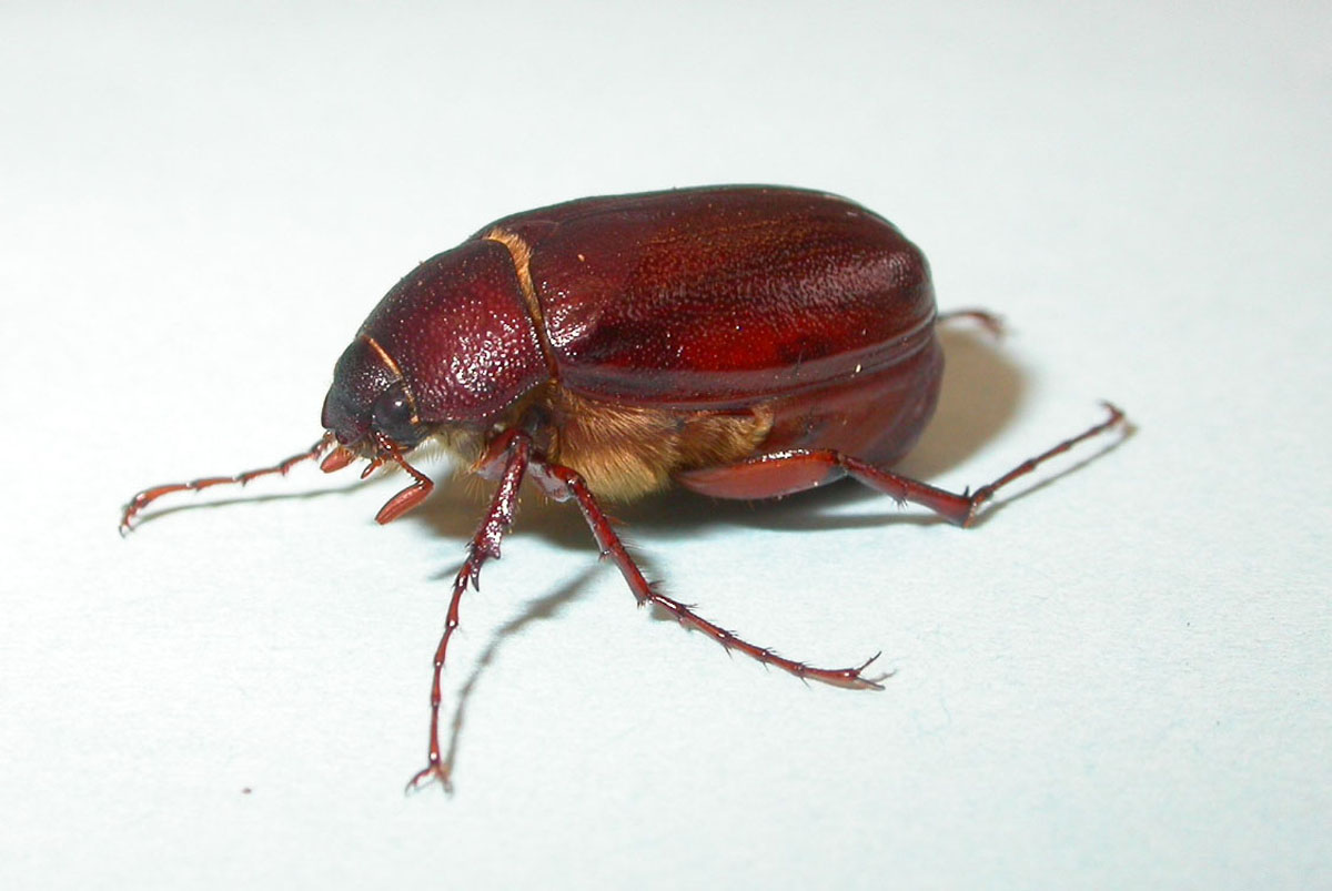 JuneBeetle.jpg