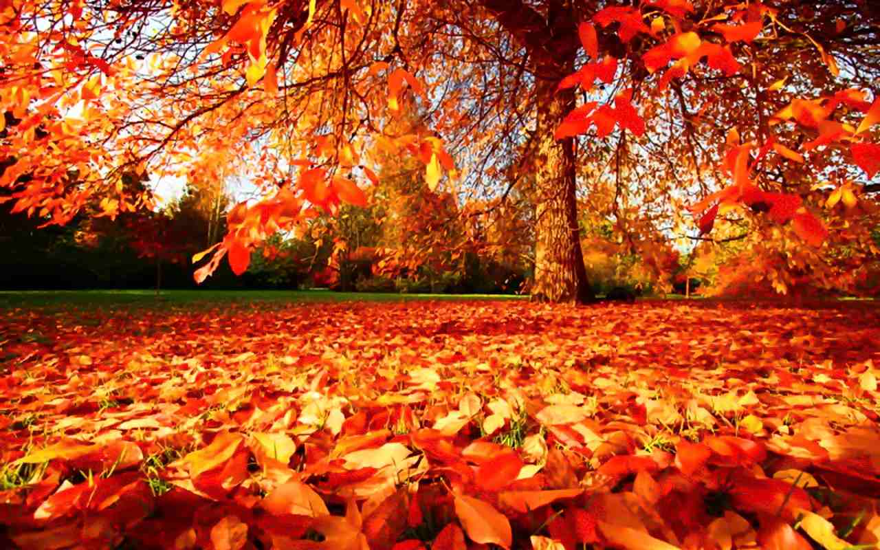 autumn.jpg