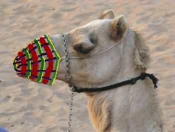 camel-spit.jpg