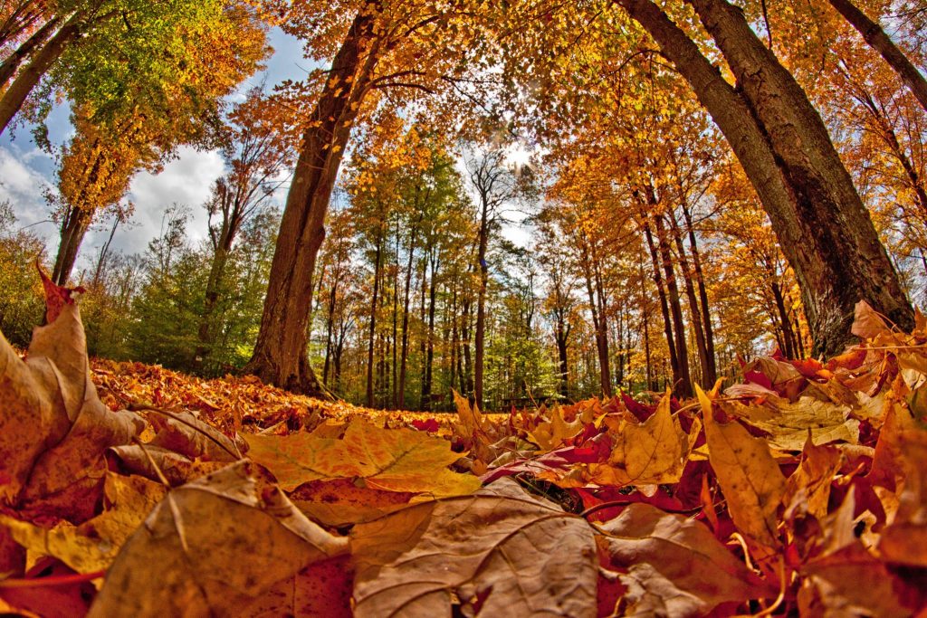 Fall-Foliage-1024x683.jpg