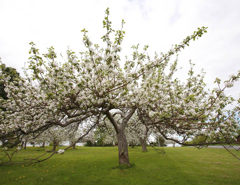 Blossom-festival.jpg