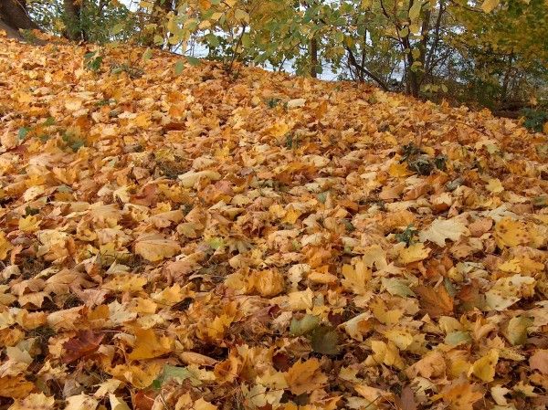 12600x449.jpg