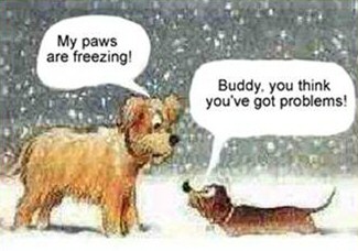 christmas_dog_freezing.jpg