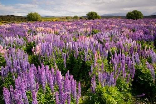 wildflower-photos_15938.jpg