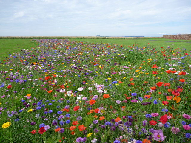 meadow.jpg
