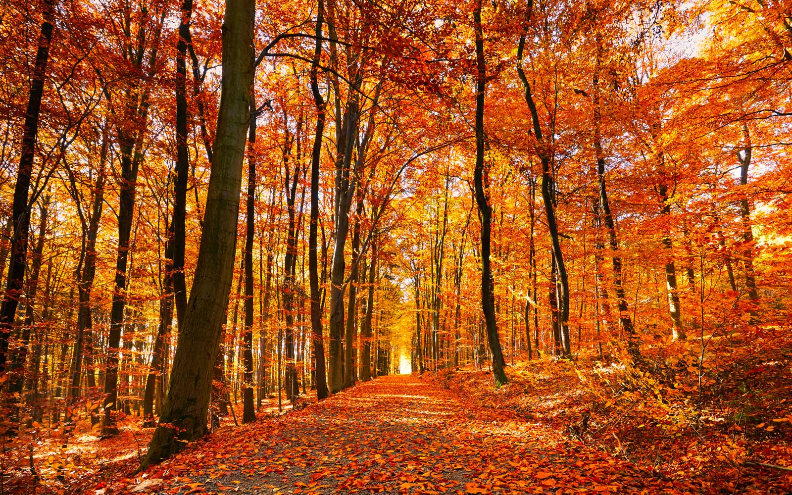 Autumn-Visualisation.jpg