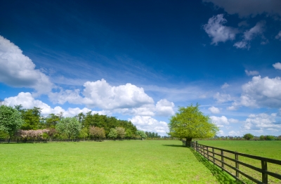 Green-Pasture.jpg