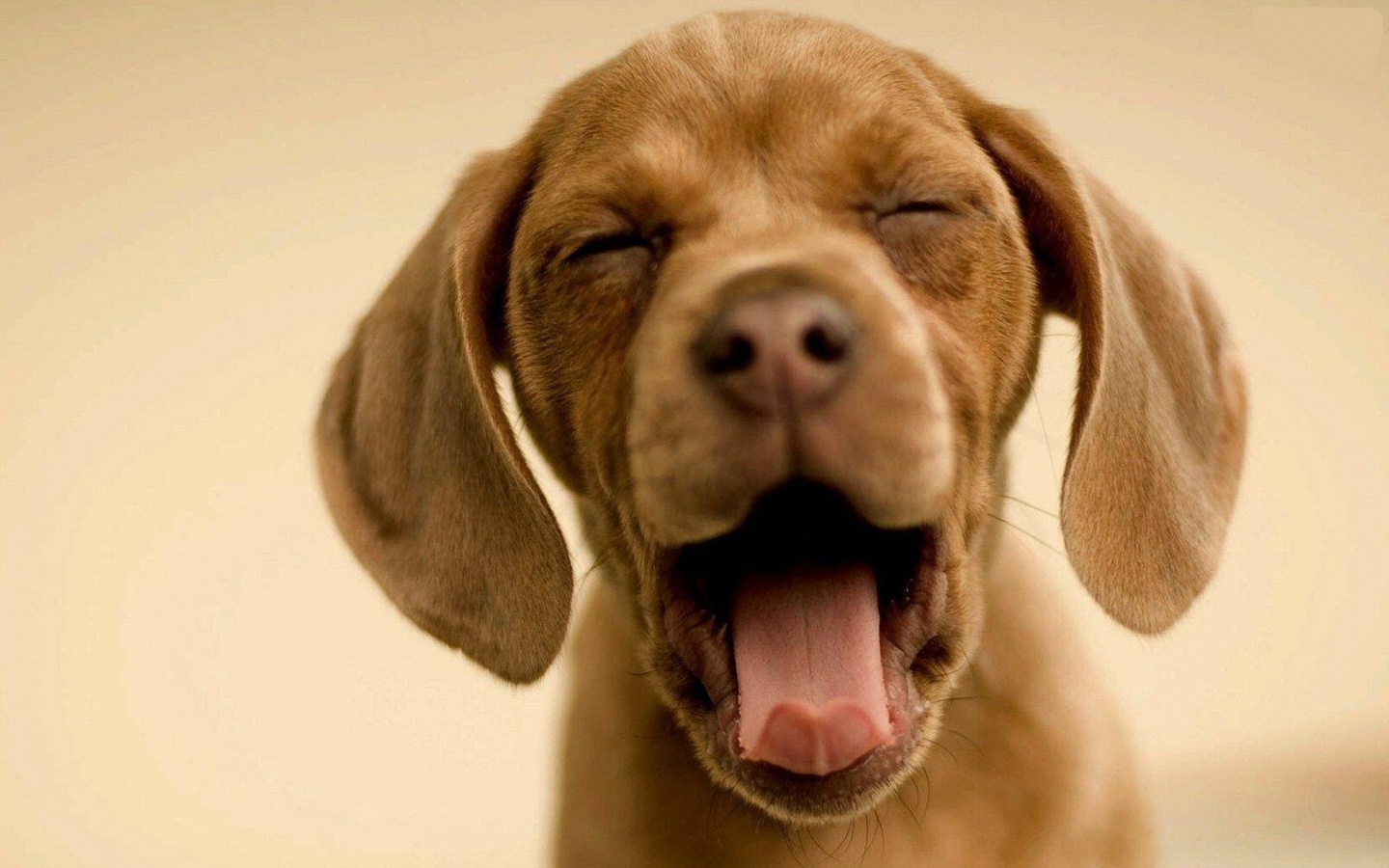yawning-puppy.jpg