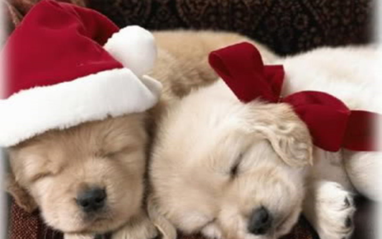 Christmas-Puppy-puppies-15897189-1280-800.jpg