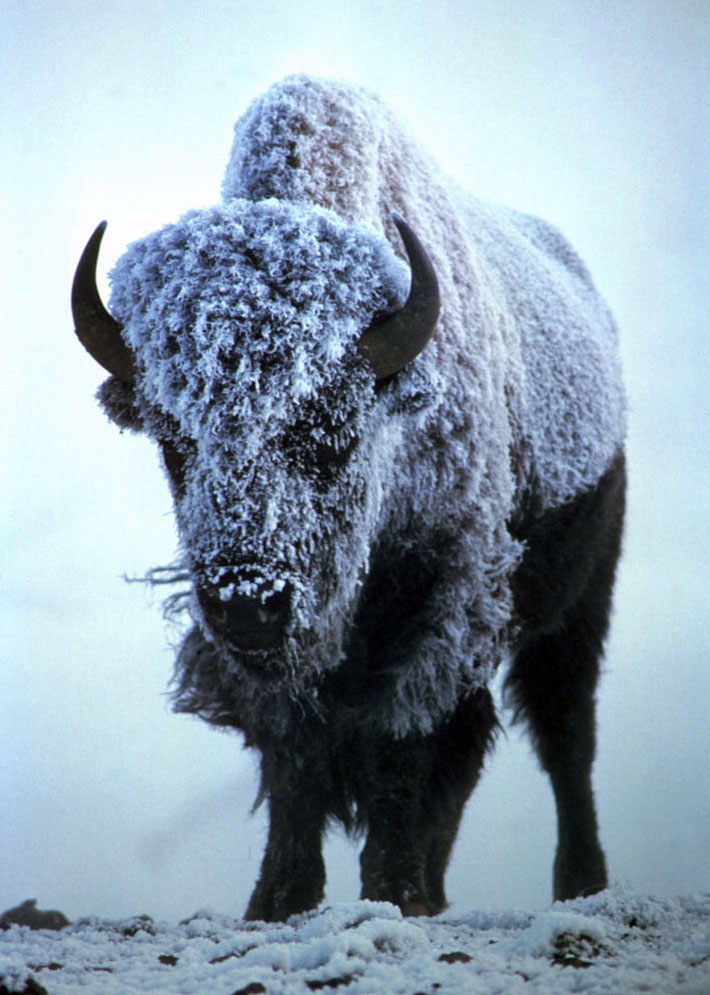 Snow-covered_Bison_bison.jpg