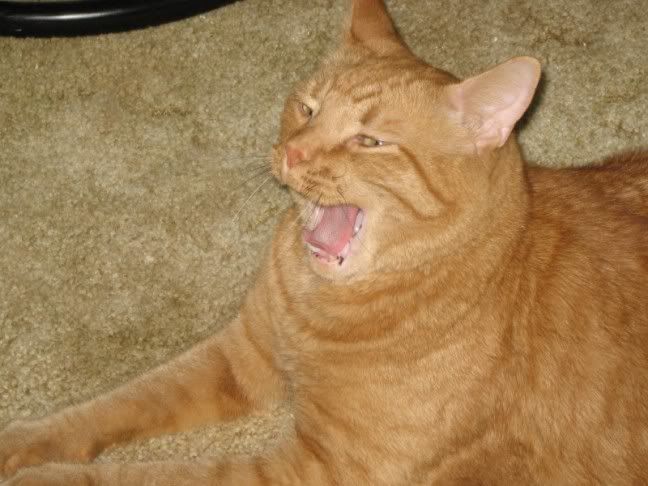Grrrrrrrr.jpg