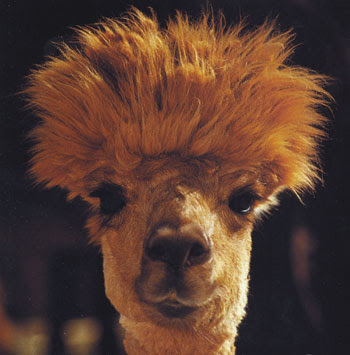 camel.jpg