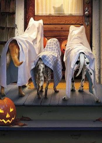 137137-Halloween-Ghost-Dogs.jpg